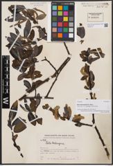 Foto von Salix delavayana Hand.-Mazz.
